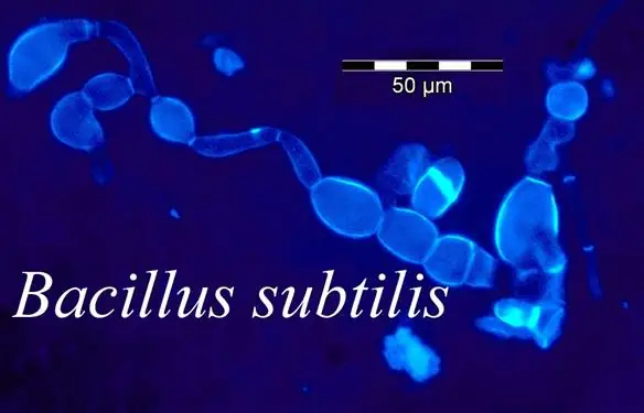 Bacillus Subtilis Natto Là Gì? Khám Phá Vi Khuẩn “huyết Thanh Trường Thọ”