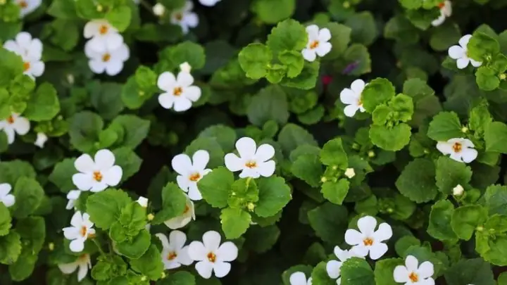 Bacopa Là Gì? Tác Dụng, Tên Gọi Và Thông Tin Chi Tiết Về Rau Đắng Biển