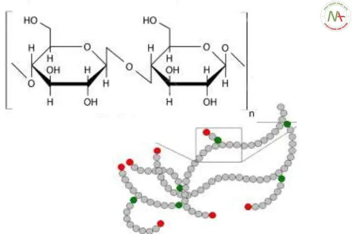 OH Bán Acetal Là Gì? Định Nghĩa, Vai Trò Trong Carbohydrate & Ứng Dụng