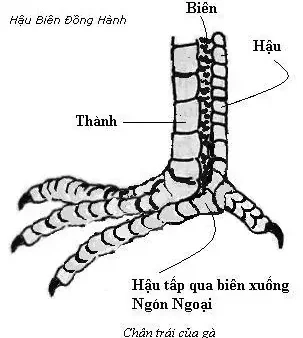 Bắn Chân Gà Chọi Là Gì? Các Thế Đá, Kỹ Thuật Và Bí Quyết Liên Quan