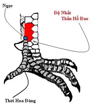 Bắn Chân Gà Chọi Là Gì? Các Thế Đá, Kỹ Thuật Và Bí Quyết Liên Quan