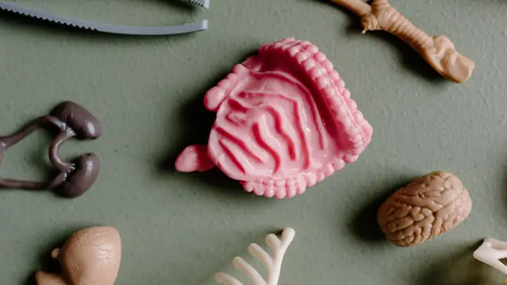 Bán Tắc Ruột Là Gì? Dấu Hiệu Nhận Biết, Nguyên Nhân Và Cách Xử Lý