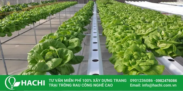 Bán Thủy Canh Là Gì? Hướng Dẫn Trồng Và Lợi Ích Chi Tiết