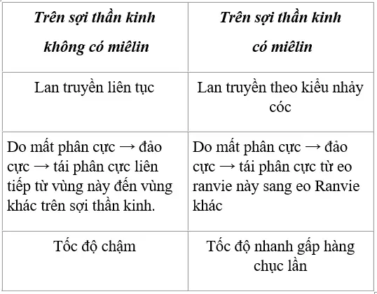 Bao Myelin Là Gì? Cấu Tạo, Vai Trò Và Ảnh Hưởng Đến Sức Khỏe Thần Kinh