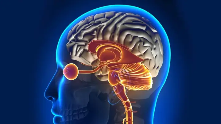 Bao Myelin Là Gì? Vai Trò, Cấu Tạo Và Các Bệnh Lý Liên Quan