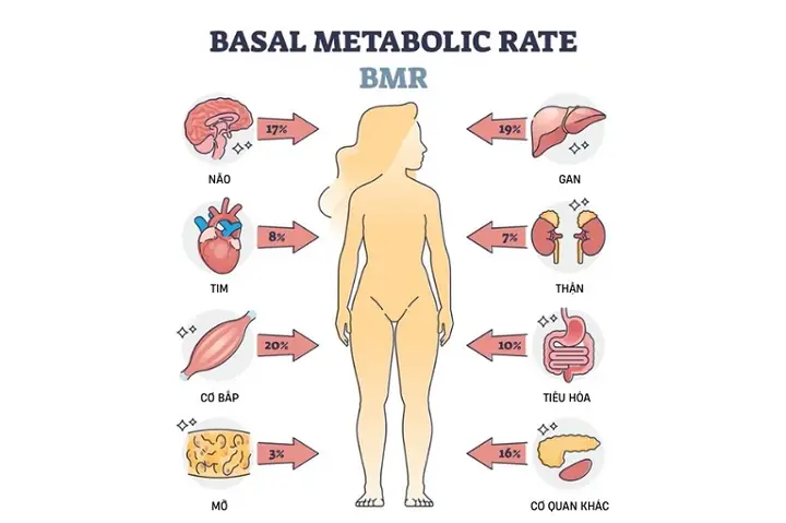 Basal Là Gì? Ý Nghĩa, Cách Dùng Và Các Thuật Ngữ Liên Quan