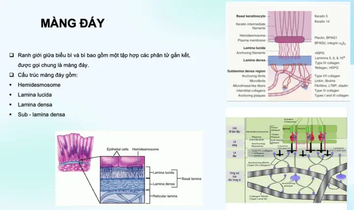 Basal Là Gì? Ý Nghĩa, Cách Dùng Và Các Thuật Ngữ Liên Quan