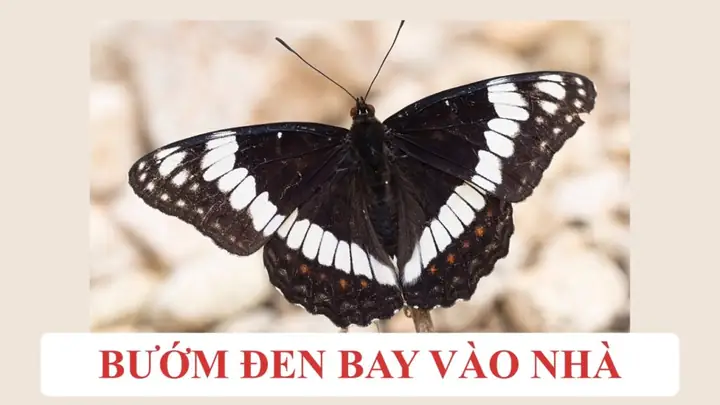 Bay Bướm Là Gì? Ý Nghĩa, Cách Dùng Và Những Điều Cần Biết