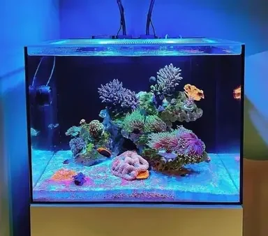 Bể Cá Cubic Là Gì? Khám Phá Đặc Điểm, Ưu Điểm Và Cách Chọn Phù Hợp