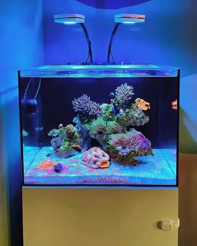 Bể Cá Cubic Là Gì? Khám Phá Đặc Điểm, Ưu Điểm Và Cách Chọn Phù Hợp
