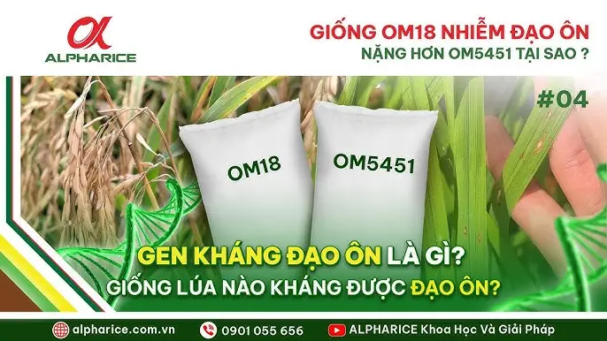 Be Susceptible To Là Gì? Ý Nghĩa, Cách Dùng Và Phân Biệt Các Cấu Trúc Tương Tự