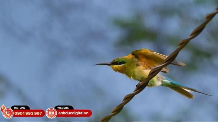Bee Eater Là Gì? Định Nghĩa, Đặc Điểm Và Các Loài Phổ Biến