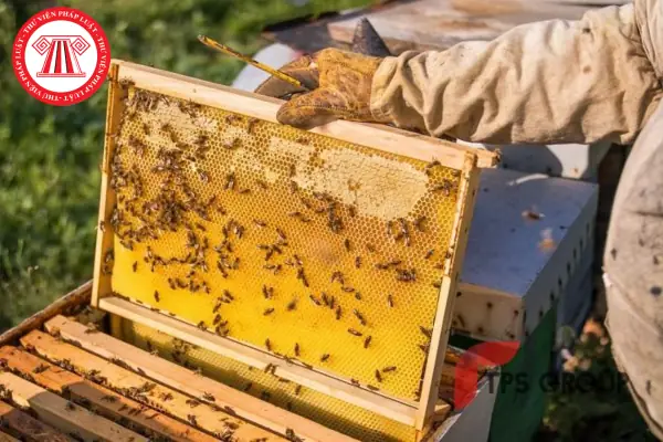 Beekeeper Là Gì? Ý Nghĩa, Công Việc Và Những Điều Bạn Cần Biết