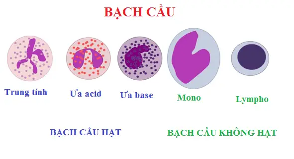 Bệnh Bạch Cầu Đơn Nhân Là Gì? Nguyên Nhân, Triệu Chứng Và Cách Điều Trị