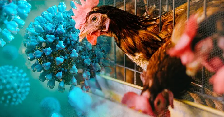 Bệnh Cúm A/H5N1 Là Gì? Nguyên Nhân, Triệu Chứng Và Cách Phòng Ngừa Hiệu Quả