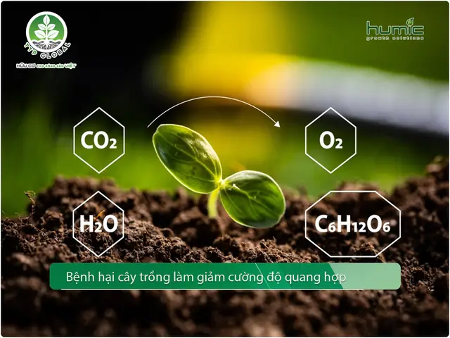 Bệnh Hại Cây Trồng Là Gì? Nguyên Nhân, Triệu Chứng Và Cách Phòng Trị Hiệu Quả