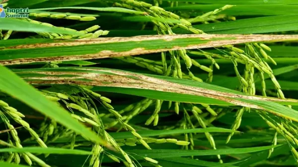 Bệnh Hại Cây Trồng Là Gì? Nguyên Nhân, Triệu Chứng Và Cách Phòng Trị Hiệu Quả