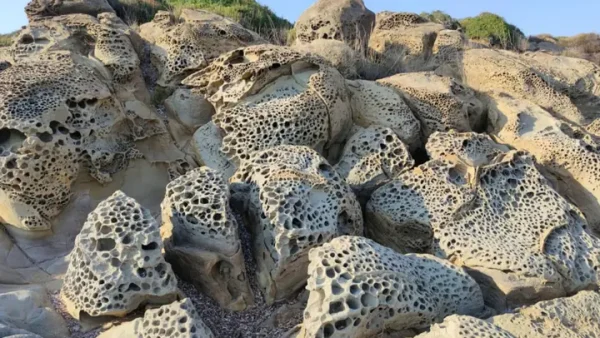 Hội Chứng Sợ Lỗ Là Gì? Nguyên Nhân, Dấu Hiệu Và Cách Khắc Phục Trypophobia