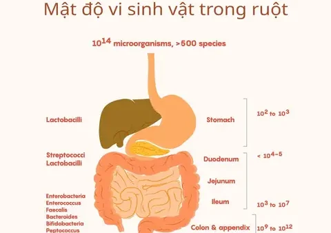 Bệnh Tiểu Đường Là Gì? Nguyên Nhân, Triệu Chứng Và Cách Phòng Ngừa Theo Wikipedia