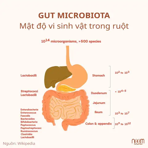 Bệnh Tiểu Đường Là Gì? Nguyên Nhân, Triệu Chứng Và Cách Phòng Ngừa Theo Wikipedia