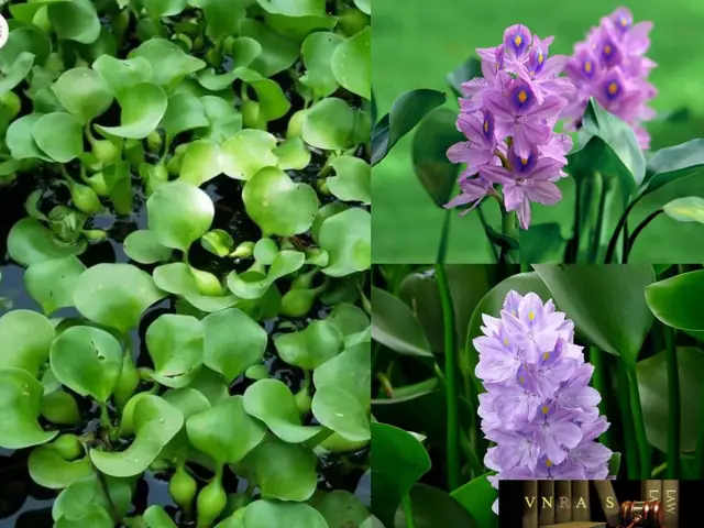 Bèo Tây Là Gì? Đặc Điểm, Công Dụng Và Cách Dùng Hiệu Quả