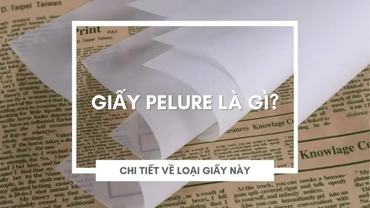 Bet On Me Là Gì? Giải Mã Ý Nghĩa Đằng Sau Cụm Từ Phổ Biến