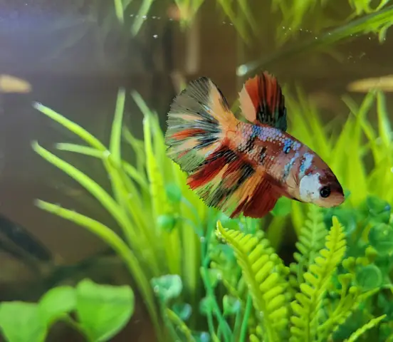 Betta Koi Là Gì? Đặc Điểm, Phân Loại Và Cách Nhận Biết Chi Tiết Betta Koi Là Gì? Đặc Điểm, Phân Loại Và Cách Nhận Biết Chi Tiết