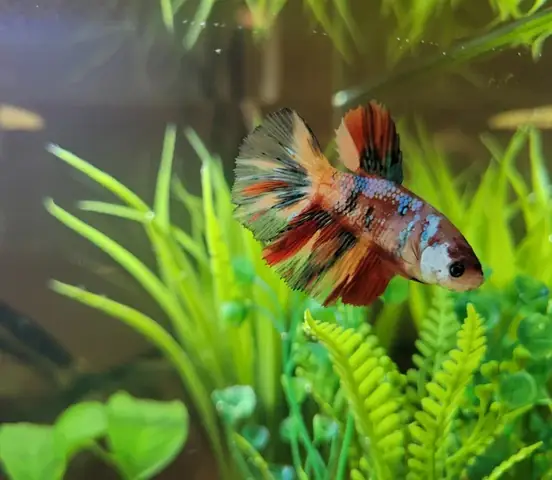 Betta Koi Là Gì? Đặc Điểm, Phân Loại Và Cách Nhận Biết Chi Tiết Betta Koi Là Gì? Đặc Điểm, Phân Loại Và Cách Nhận Biết Chi Tiết