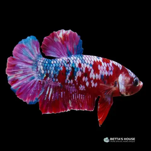 Betta Koi Là Gì? Đặc Điểm, Phân Loại Và Cách Nhận Biết Chi Tiết Betta Koi Là Gì? Đặc Điểm, Phân Loại Và Cách Nhận Biết Chi Tiết