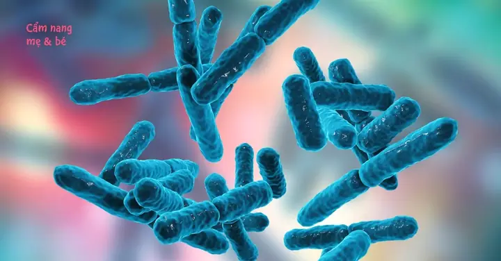 Bifidobacterium Bifidum: Lợi Khuẩn Quan Trọng Cho Hệ Tiêu Hóa Khỏe Mạnh