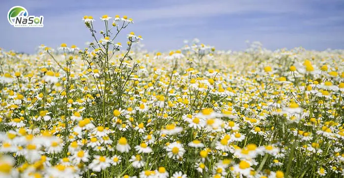 Black Chamomile Là Gì? Giải Mã Tinh Dầu Hoa Cúc Xanh Đức Đặc Biệt Black Chamomile Là Gì? Giải Mã Tinh Dầu Hoa Cúc Xanh Đức Đặc Biệt