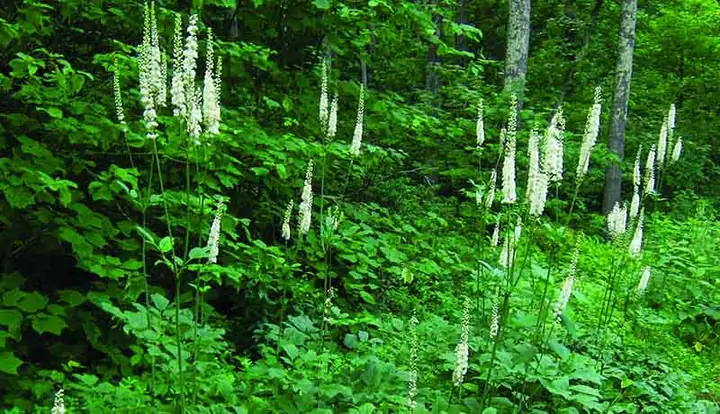 Black Cohosh Là Gì? Công Dụng, Tác Dụng Phụ Và Lưu Ý Khi Sử Dụng