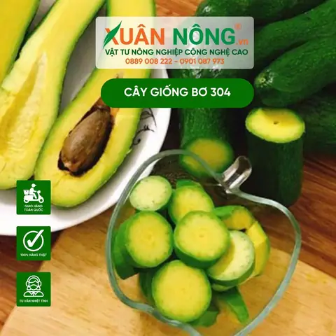 Bơ 034 Là Gì? Nguồn Gốc, Đặc Điểm Và Cách Chọn Mua Ngon