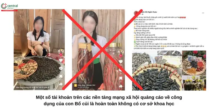 Con Bổ Củi Là Con Gì? Đặc Điểm, Phân Loại Và Công Dụng Ít Ai Biết