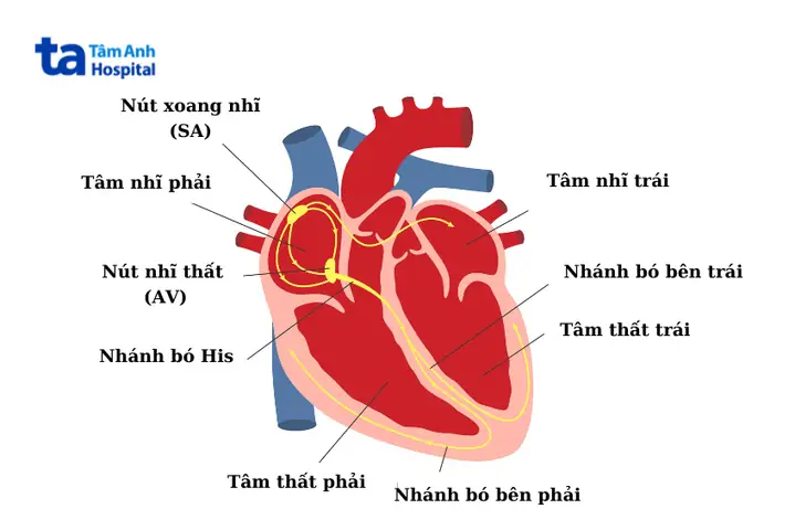 Bó His Là Gì? Cấu Tạo, Chức Năng Và Vai Trò Trong Hệ Dẫn Truyền Tim Bó His Là Gì? Cấu Tạo, Chức Năng Và Vai Trò Trong Hệ Dẫn Truyền Tim