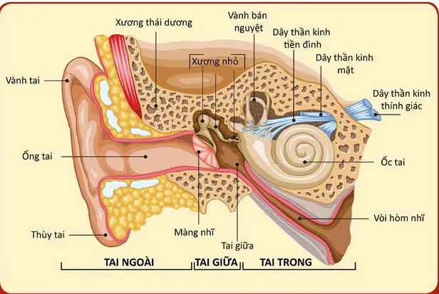 Bộ Phận Tiền Đình Là Gì? Cấu Tạo, Chức Năng Và Cách Chăm Sóc Sức Khỏe
