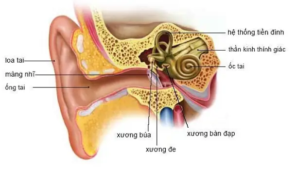 Bộ Phận Tiền Đình Là Gì? Cấu Tạo, Chức Năng Và Cách Chăm Sóc Sức Khỏe