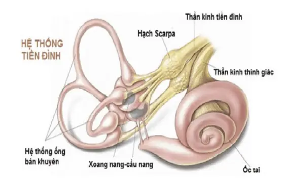 Bộ Phận Tiền Đình Là Gì? Cấu Tạo, Chức Năng Và Cách Chăm Sóc Sức Khỏe