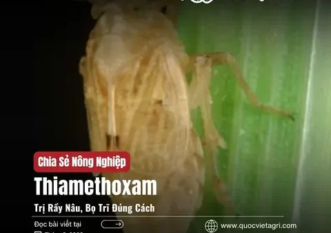 Bọ Rầy Là Gì? Đặc Điểm, Vòng Đời Và Vai Trò Trong Tự Nhiên, Nông Nghiệp