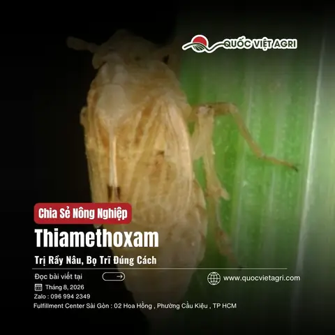 Bọ Rầy Là Gì? Đặc Điểm, Vòng Đời Và Vai Trò Trong Tự Nhiên, Nông Nghiệp