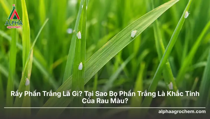 Bọ Rầy Là Gì? Đặc Điểm, Vòng Đời Và Vai Trò Trong Tự Nhiên, Nông Nghiệp