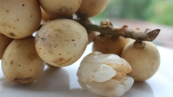 Bòn Bon Là Gì? Khám Phá Trọn Vẹn Về Loại Quả Nhiệt Đới Này
