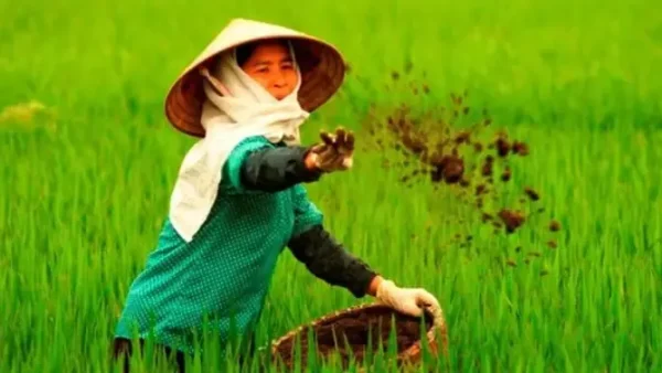 Bón Thúc Là Gì? Hướng Dẫn Kỹ Thuật Bón Thúc Đúng Cách Tăng Năng Suất Cây Trồng