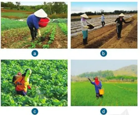 Bón Theo Hốc Là Gì? Hướng Dẫn Kỹ Thuật Bón Phân Chuẩn Xác Cho Cây Trồng
