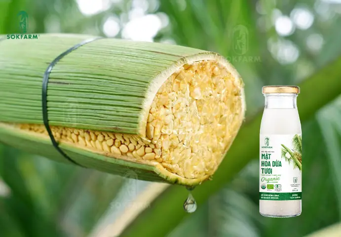 Bông Dừa Là Gì? Khám Phá Ý Nghĩa, Công Dụng Và Phân Biệt Các Loại