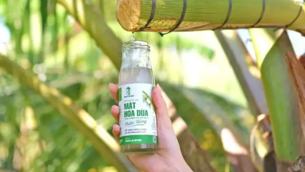 Bông Dừa Là Gì? Khám Phá Ý Nghĩa, Công Dụng Và Phân Biệt Các Loại