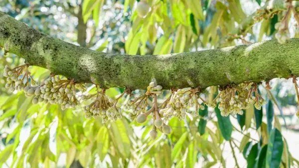 Bông Hoa Là Gì? Định Nghĩa, Cấu Tạo Và Vai Trò Sinh Học