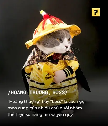 Boss Là Gì, Con Sen Là Gì? Giải Mã Ý Nghĩa Và Nguồn Gốc Cụm Từ Hot Trend