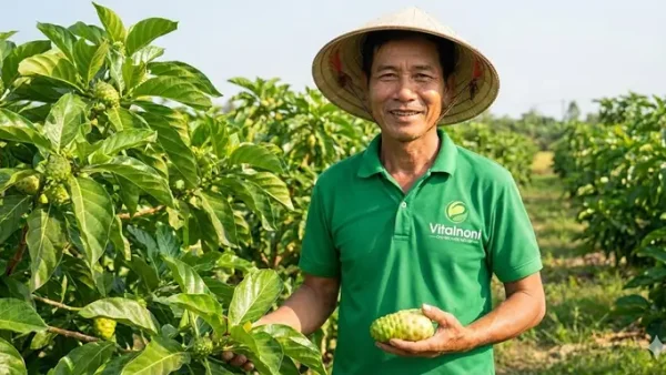 Bột Nhàu Là Gì? Công Dụng, Cách Dùng Và Lưu Ý Cần Biết