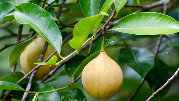Bột Nhục Đậu Khấu Là Gì? Tác Dụng Và Cách Sử Dụng Đúng Cách